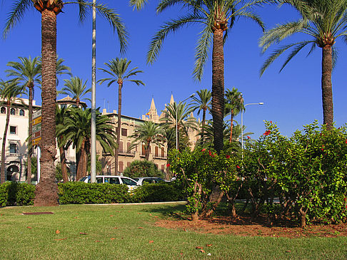 Foto Palmen auf der Promenade - Palma de Maljorka