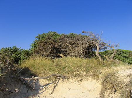 Blick über die Dünen Foto 