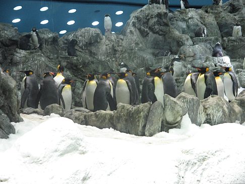 Loro Parque Foto 